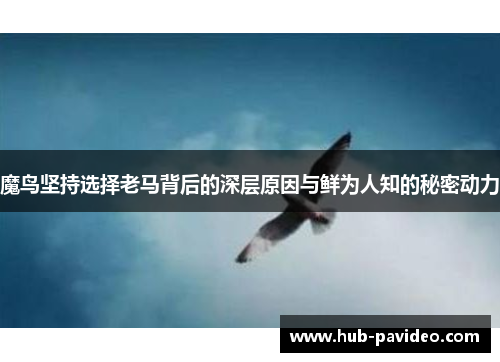 魔鸟坚持选择老马背后的深层原因与鲜为人知的秘密动力